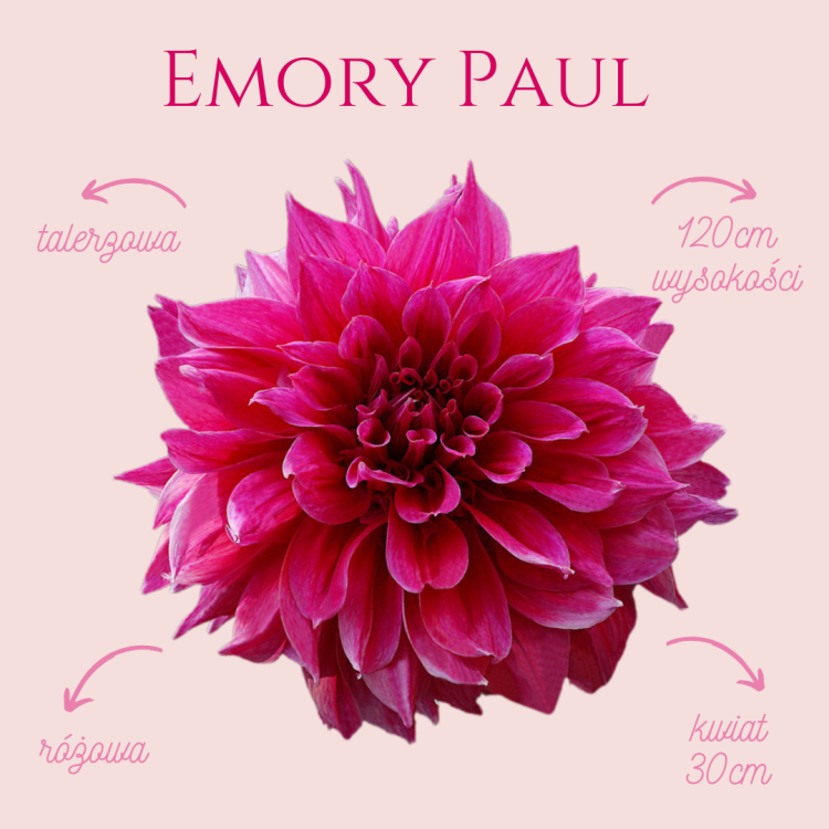 Emory Paul.png