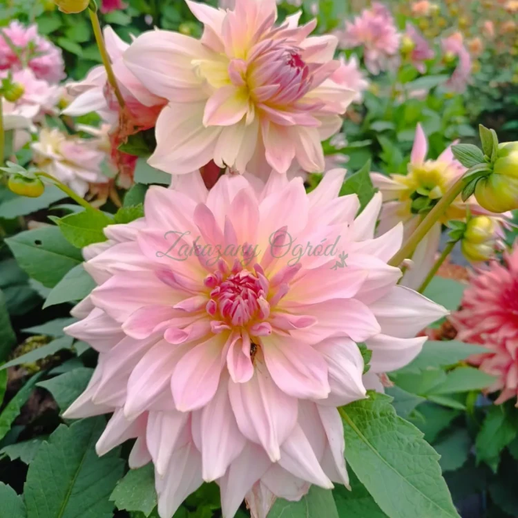 Fairway Pilot (2)_11zon.webp