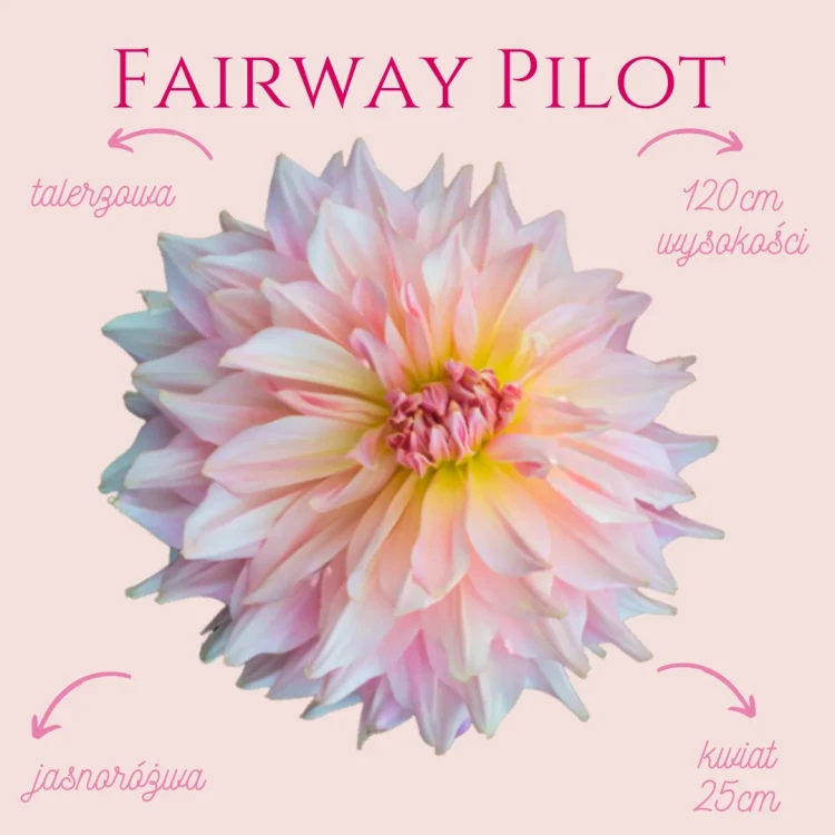 Fairway Pilot_11zon.webp