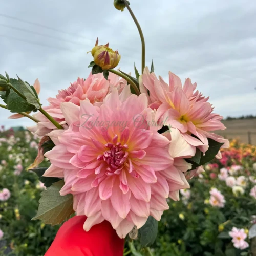 Fairway Pilot (1)_11zon.webp