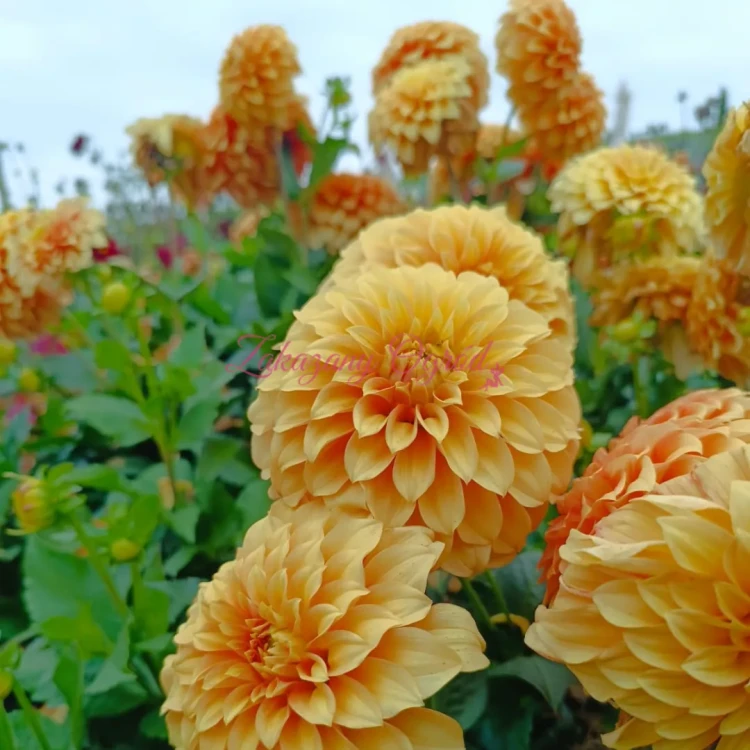 Garden Jubilee (3)_11zon.webp