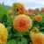 Garden Jubilee (4)_11zon.webp