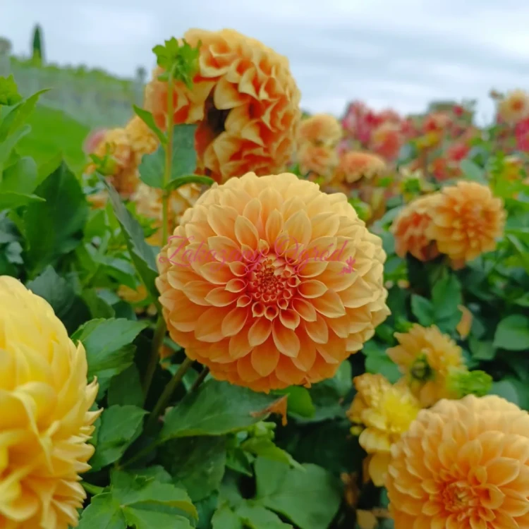 Garden Jubilee (4)_11zon.webp