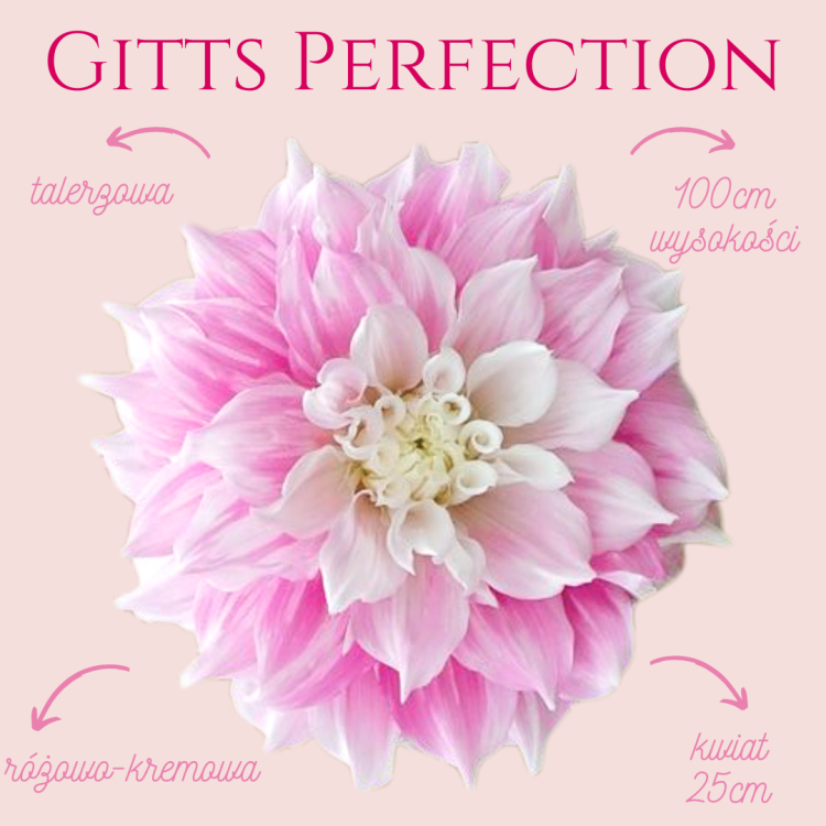 Gitts Perfection.png