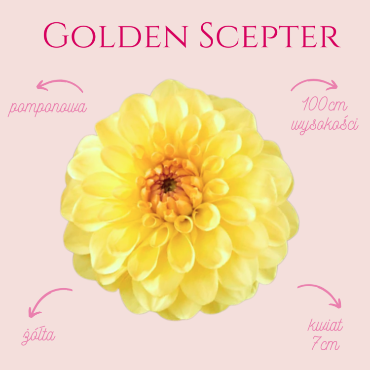 Golden Scepter.png
