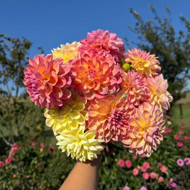 Hapet Pastel_11zon.webp