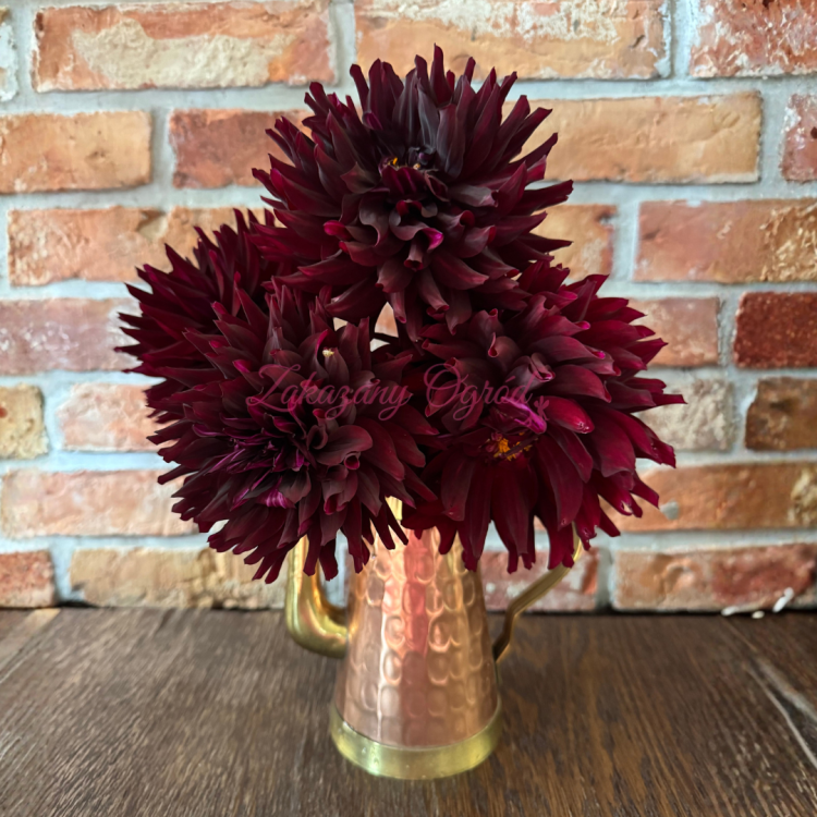 Hollyhill Dark Beauty (2).png