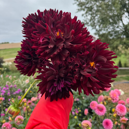 Hollyhill Dark Beauty (1).png