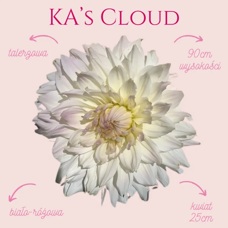 KA's Cloud (1)_11zon.webp