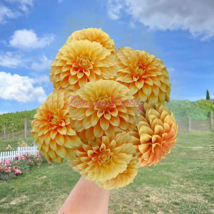 Garden Jubilee (1).png