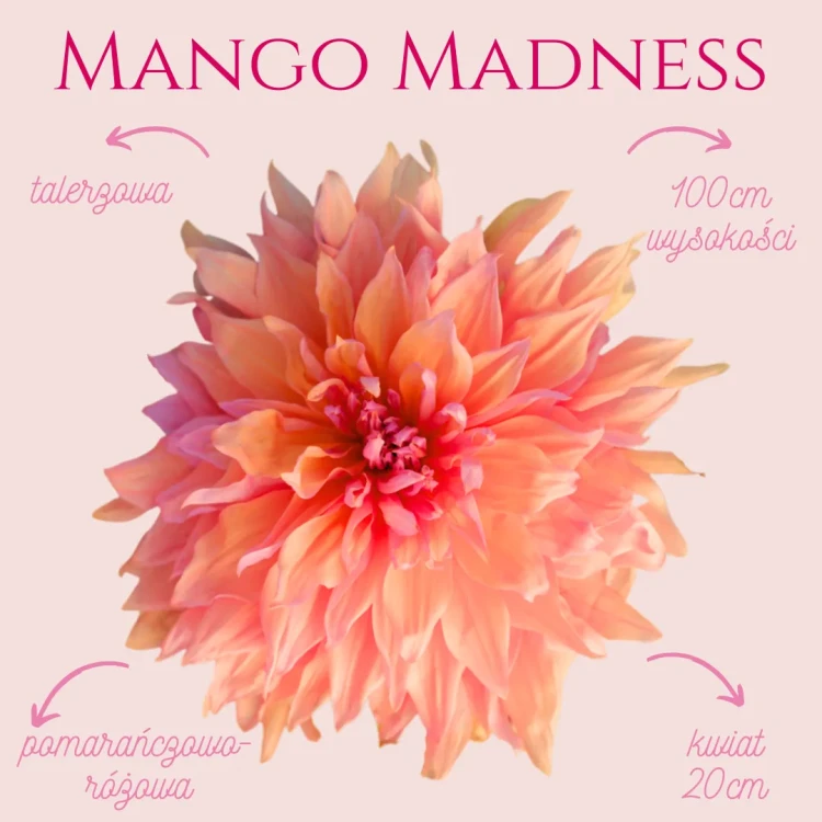 Mango Madness (3)_11zon (1).webp