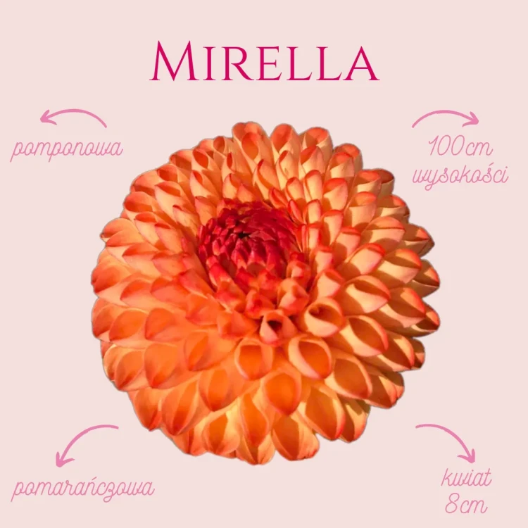 Mirella_11zon.webp