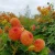 Mirella (2)_11zon.webp