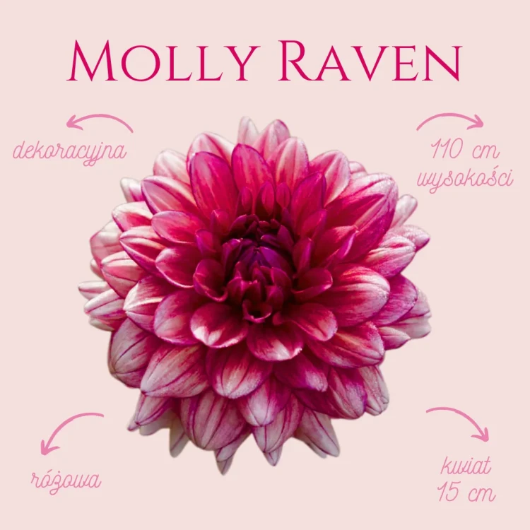 Molly Raven
