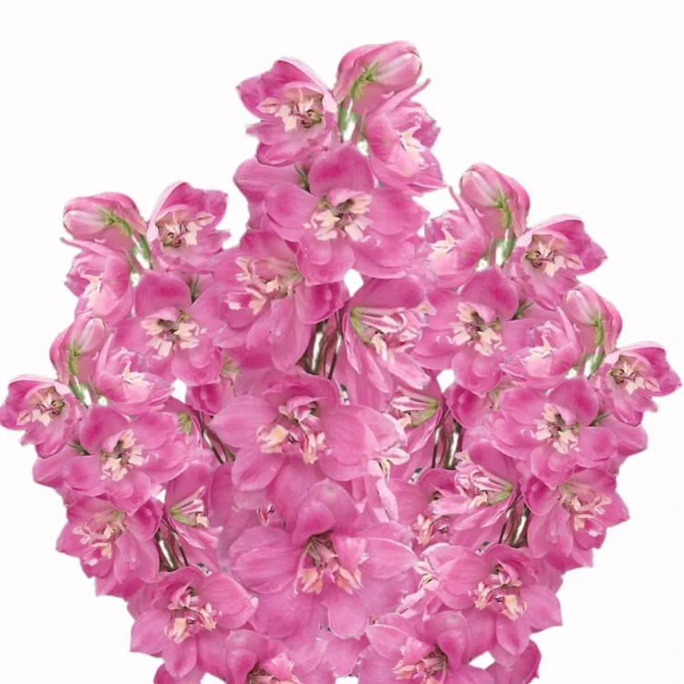 Ostróżka - Pacyfic Giant Astolat