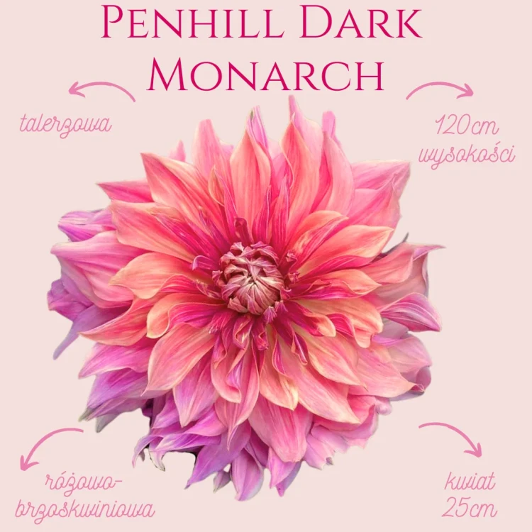 Penhill Dark Monarch_11zon.webp