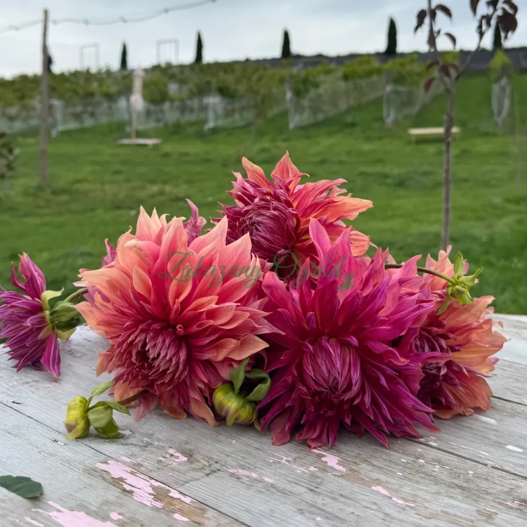 Penhill Dark Monarch (2)_11zon.webp