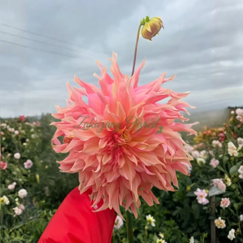 Penhill Watermelon _11zon.webp