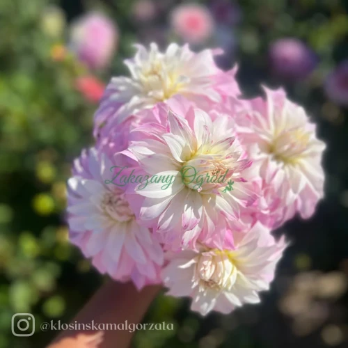 Pink Petticoat_11zon.webp