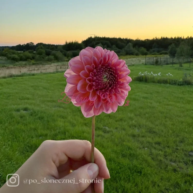 Pink Runner  (1)_11zon.webp