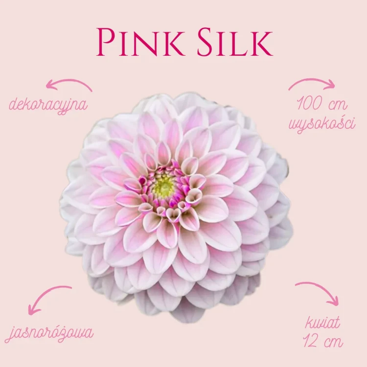 Pink Silk_11zon.webp
