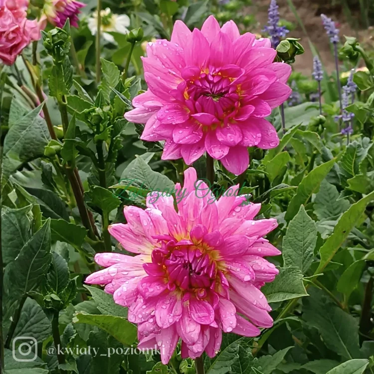 Rosella (2)_11zon.webp