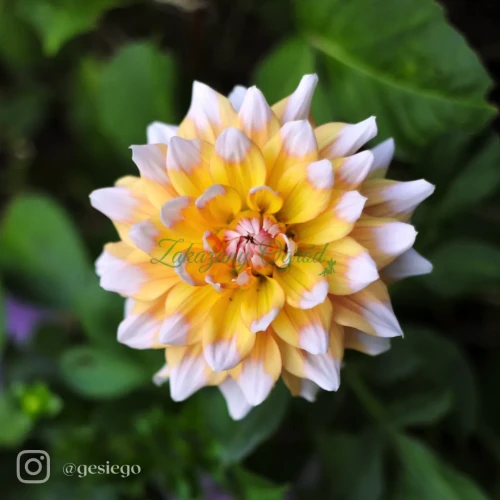 Seattle  (1)_11zon.webp