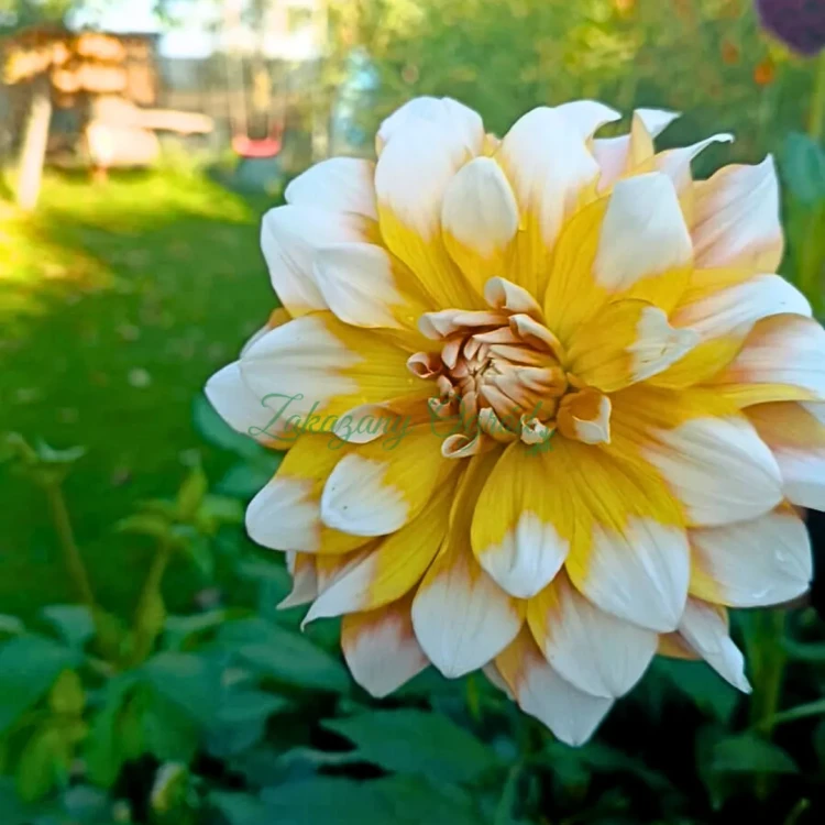 Seattle  (2)_11zon.webp