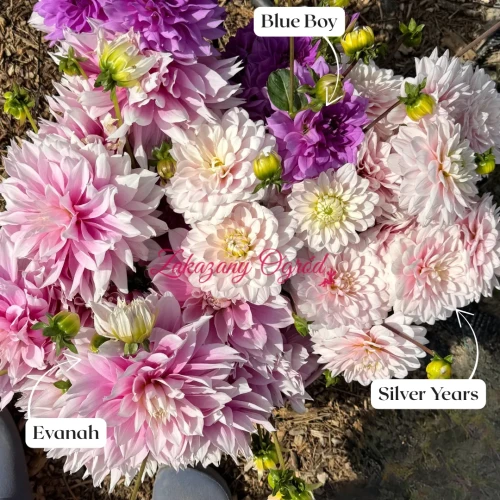 Silver Years (1)_11zon.webp