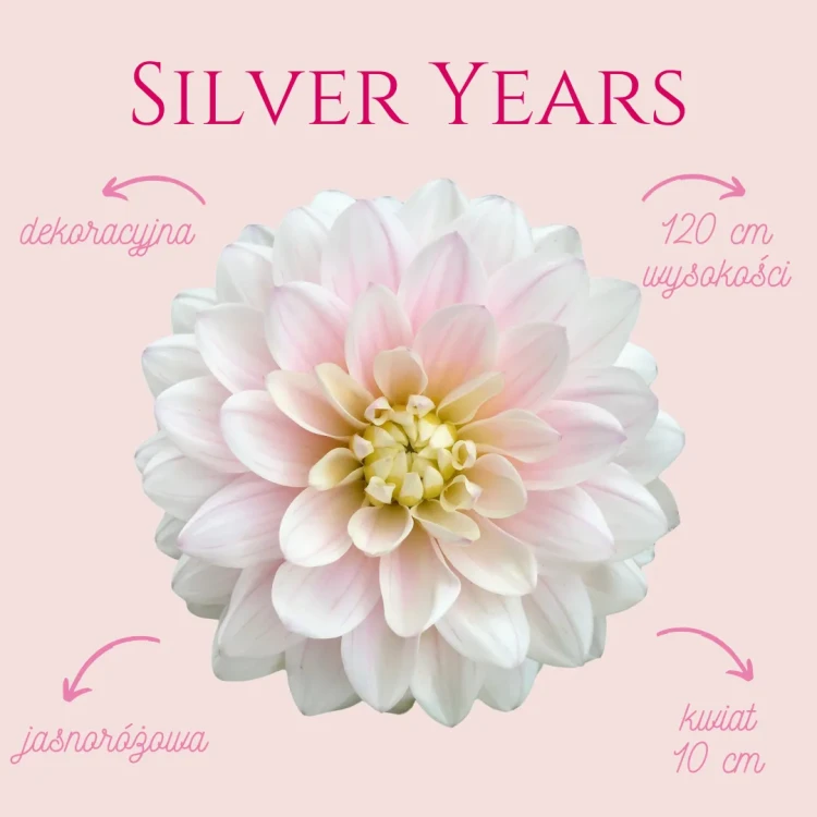 Silver Years_11zon.webp