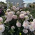 Silver Years (2)_11zon.webp