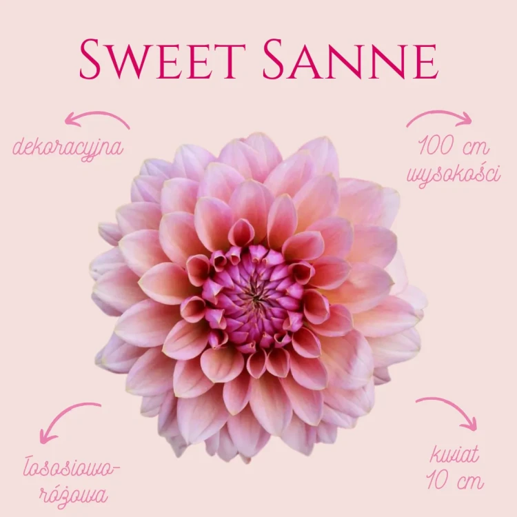 Sweet Sanne