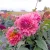 Sweet Sanne