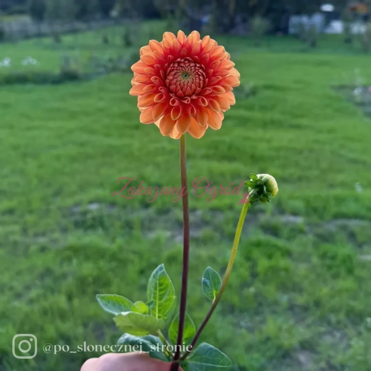 Sylvia (3)_11zon.webp