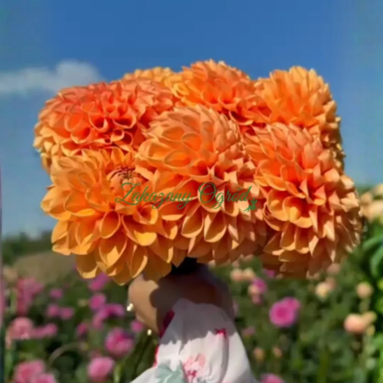 Sylvia (1)_11zon.webp