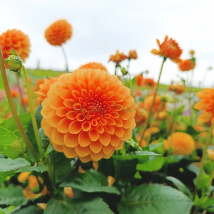 Sylvia (2)_11zon.webp