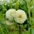 White Aster_11zon.webp