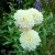 White Aster (1)_11zon.webp