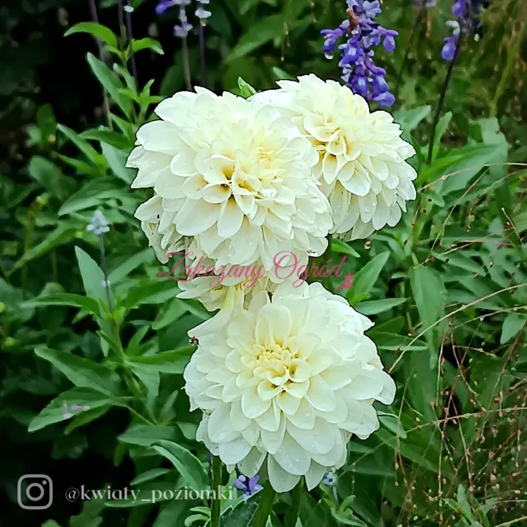 White Aster (1)_11zon.webp