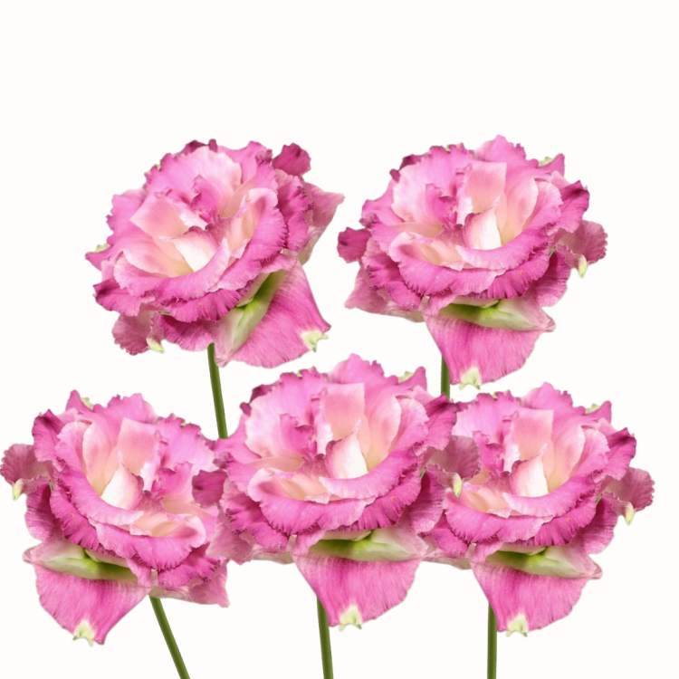 Eustoma wielkokwiatowa - Alissa 3 Pink Flash .png