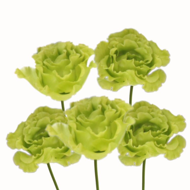 Eustoma wielkokwiatowa - Rosanne 1 Green 2.png