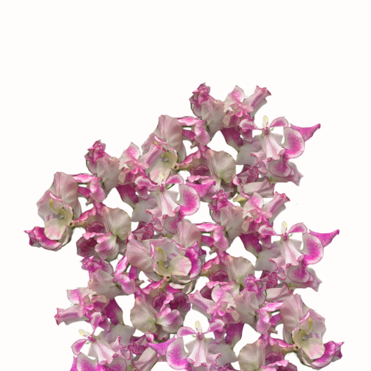 Groszek pachnący Royal Rose Pink.png