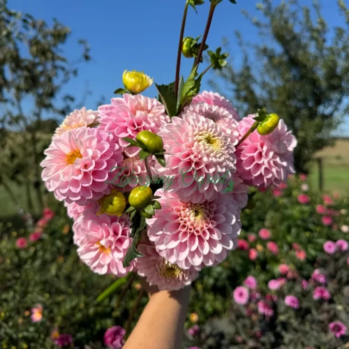 Wizard of Oz (1)_11zon.webp