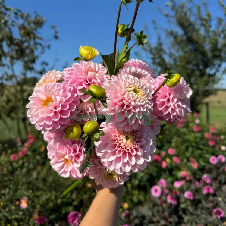 Wizard of Oz (1)_11zon.webp