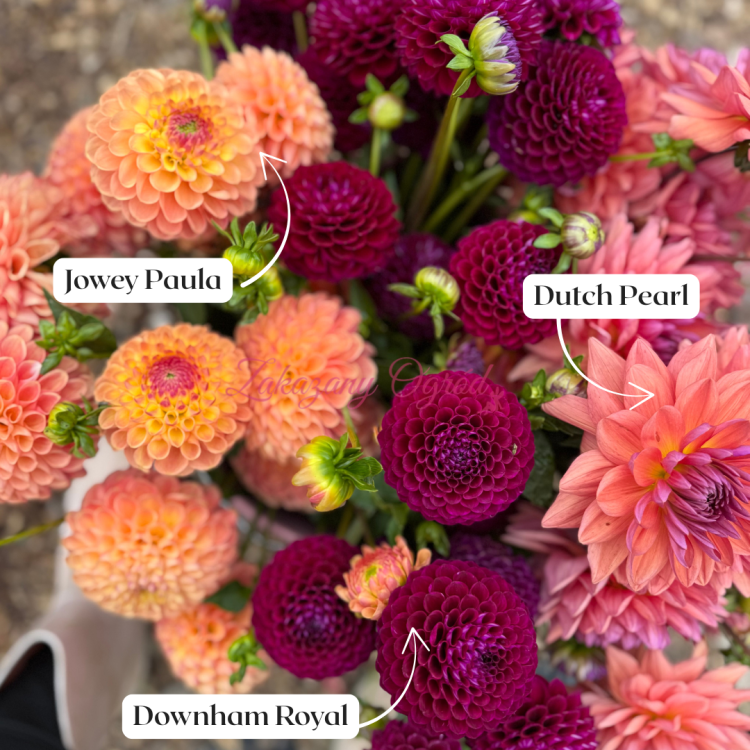 Downham Royal (1).png