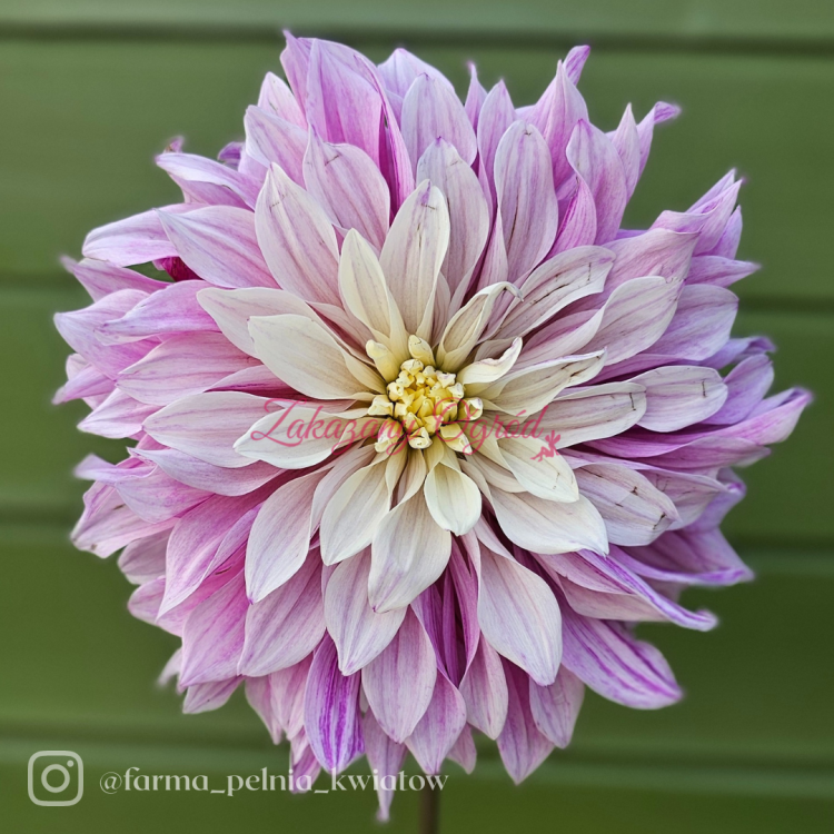 Labyrinth Twotone.png