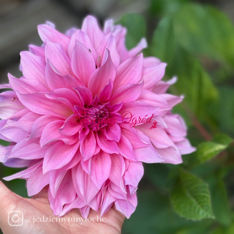 Cafe au Lait Rose (1).png