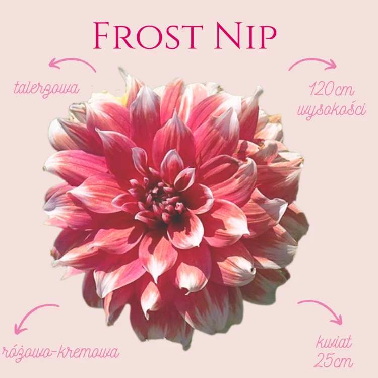 Frost Nip (1).png