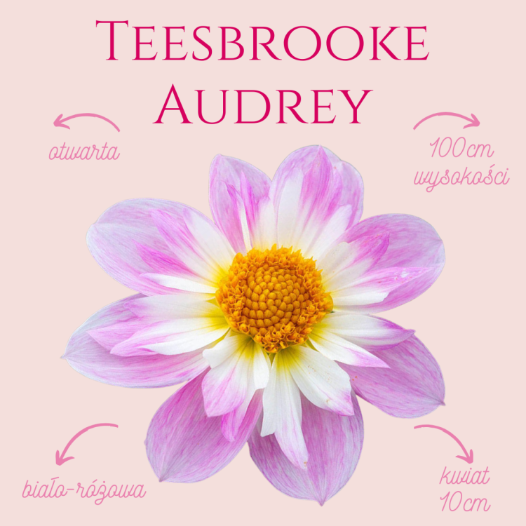Teesbrooke Audrey.png
