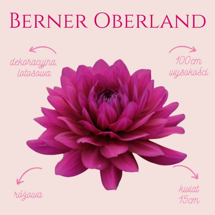 Dalia Berner Oberland